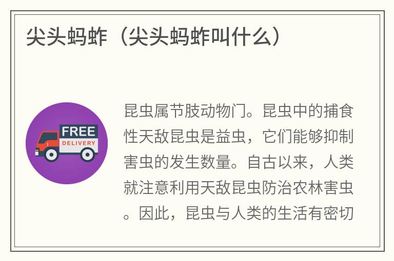 尖头蚂蚱（尖头蚂蚱叫什么）