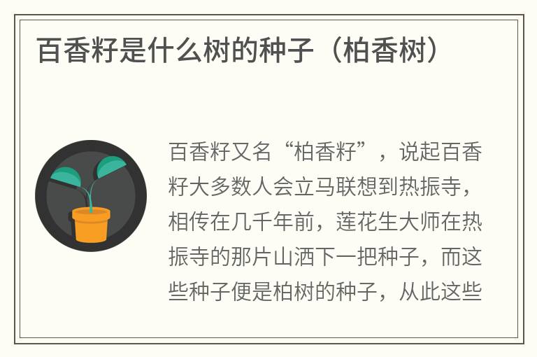 百香籽是什么树的种子（柏香树）