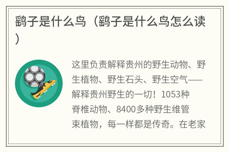 鹞子是什么鸟（鹞子是什么鸟怎么读）
