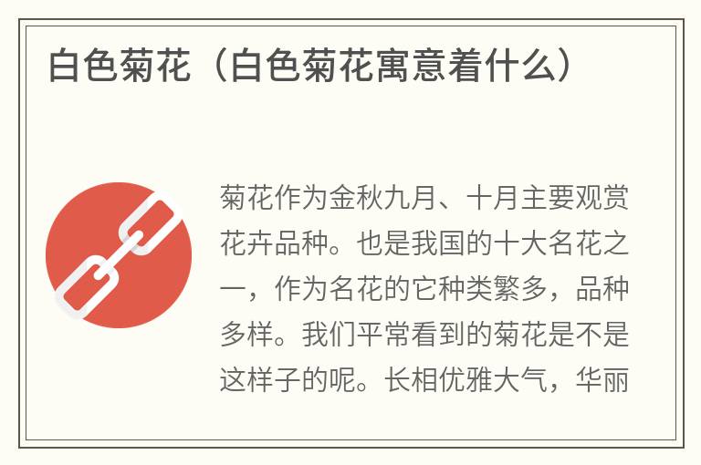 白色菊花（白色菊花寓意着什么）