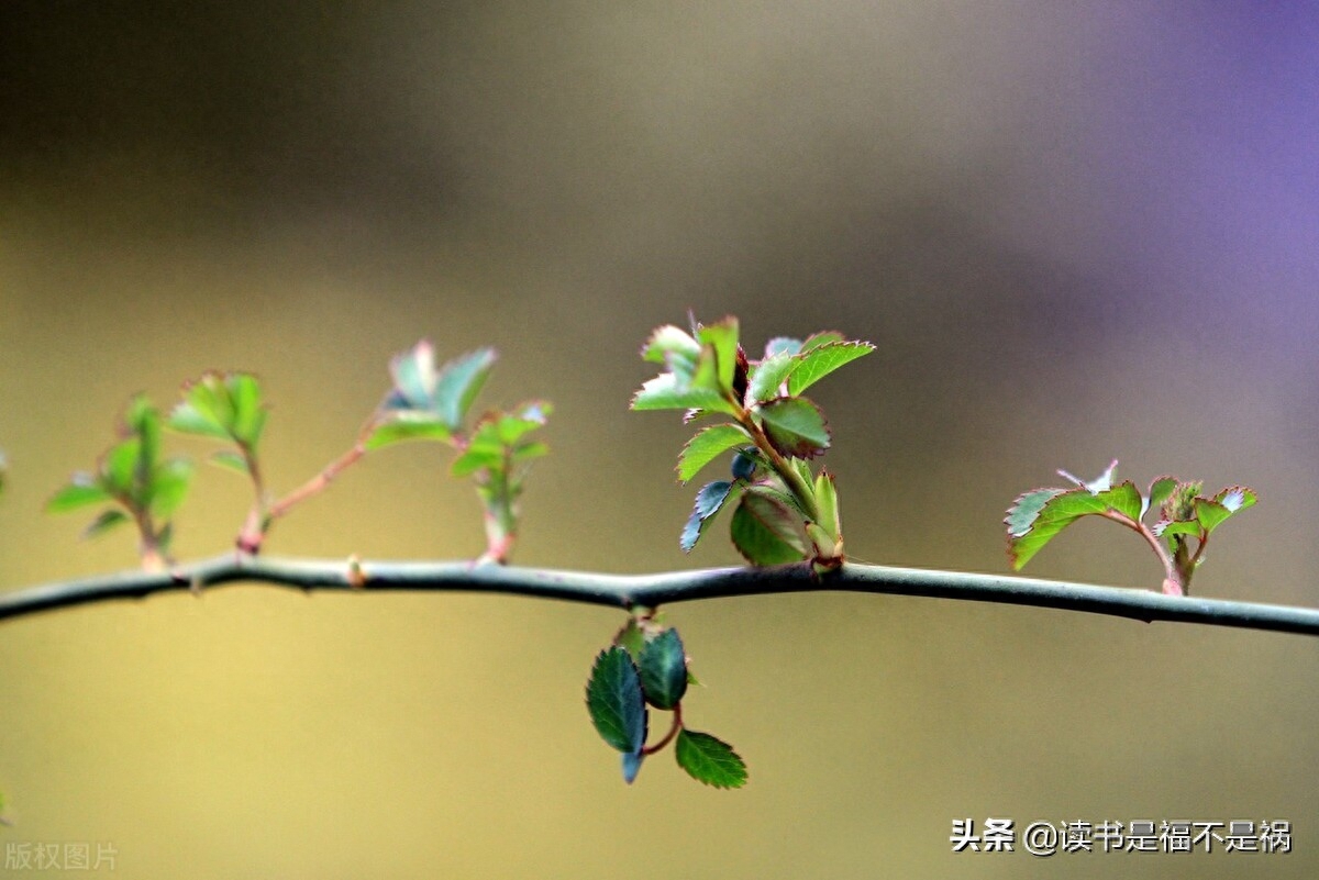 后汉书_后汉书翻译及原文_后汉书作者