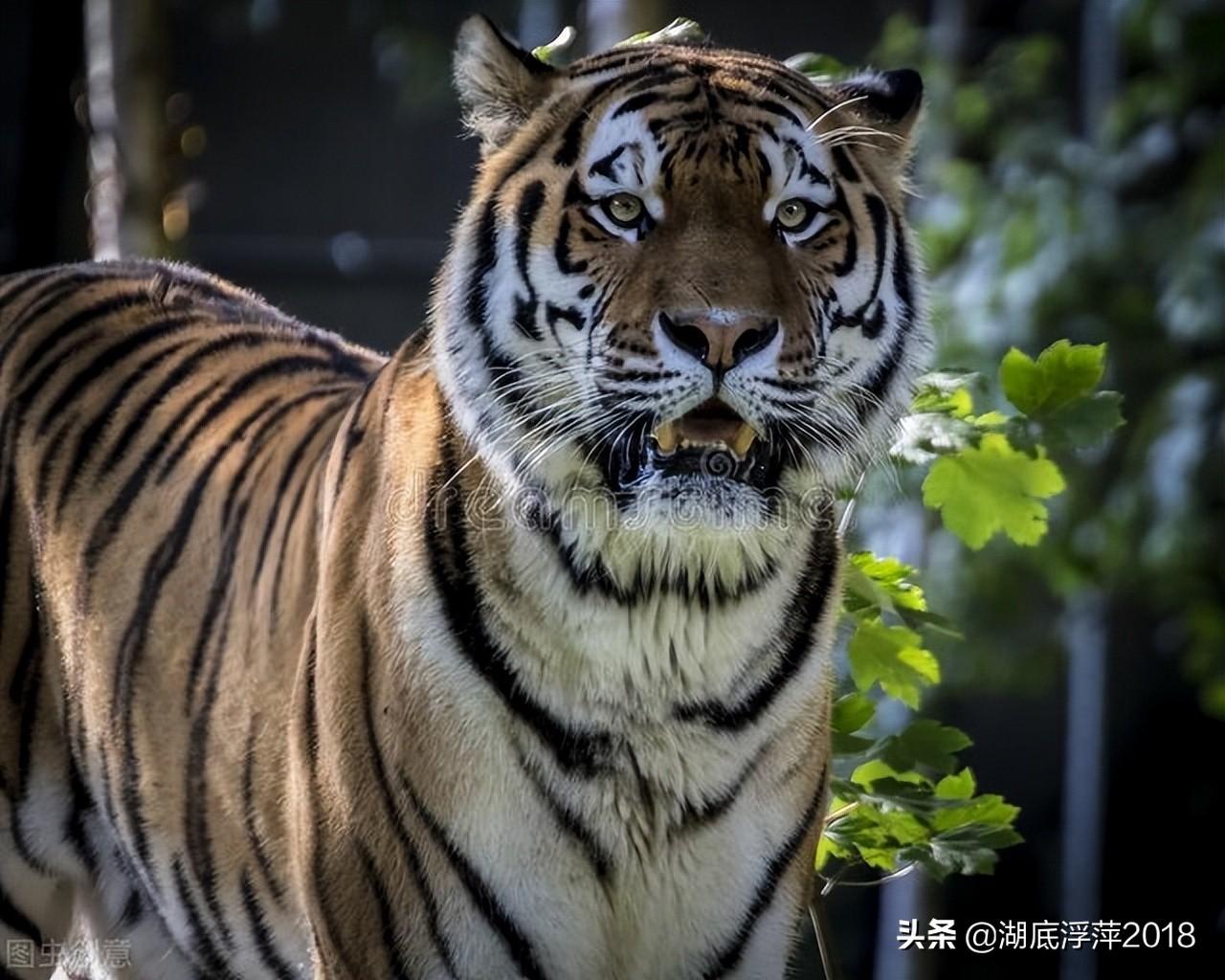 人物水浒传主要内容概括_水浒传人物主要内容_水浒传主要人物