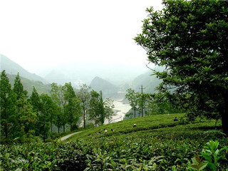 紫阳富硒茶历史  紫阳富硒茶价格  