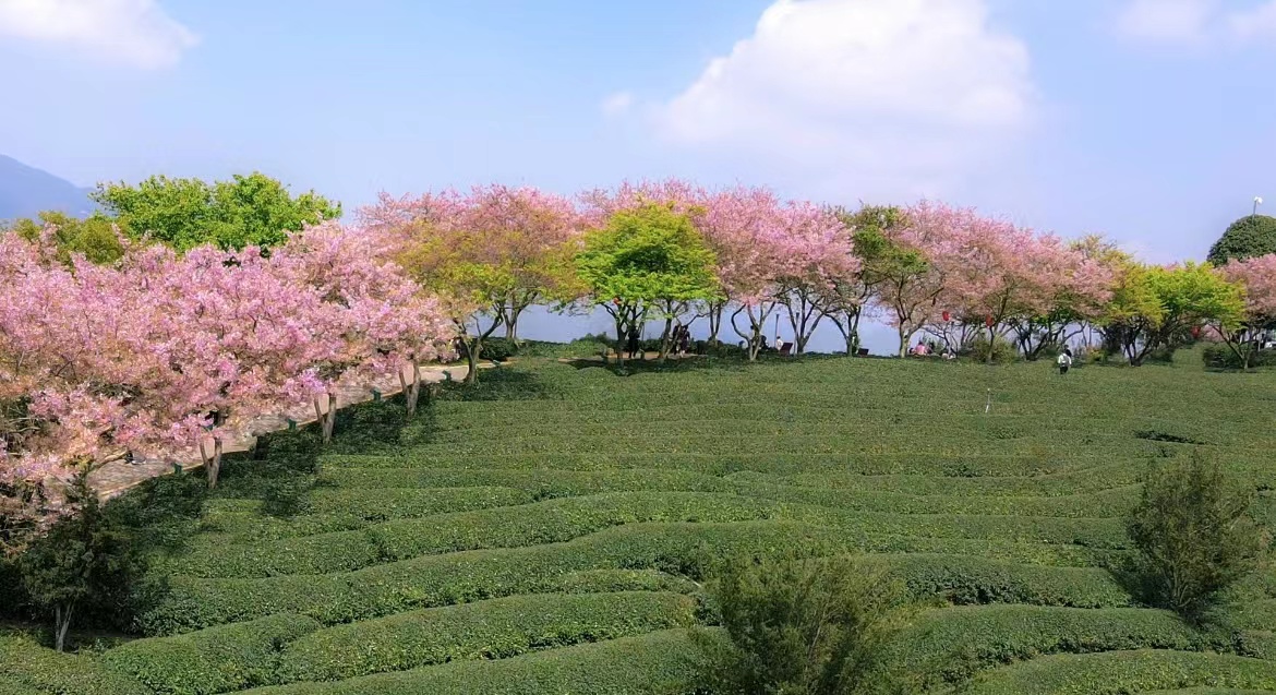 茶历史_普洱茶历史_茶历史起源