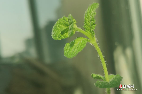 绿色植物枝叶