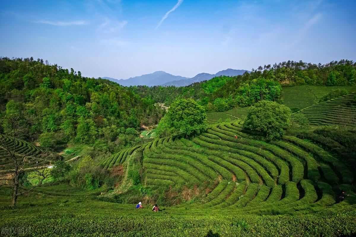 茶叶的历史和文化_茶叶的中国历史_茶叶的历史