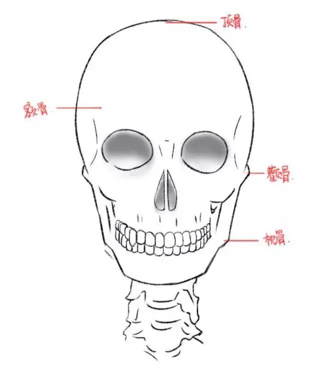 二次元动漫人物的脸怎么画？教你绘画人物正脸的小技巧！