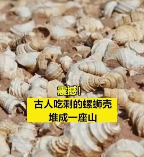 九年级历史螺蛳_螺蛳历史_螺蛳历史合集