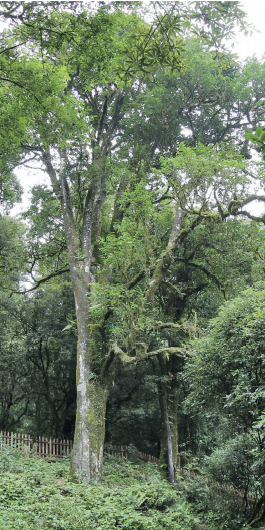 普洱茶历史简介_普洱茶的历史_普洱茶历史渊源