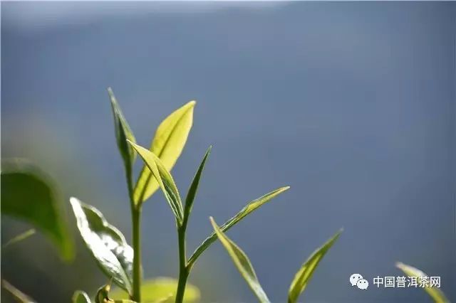 普洱茶的历史_普洱茶的历史有多少年_普洱茶历史简介