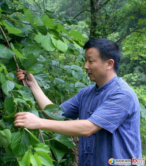 周杨斌上山采药，并进行中草药调查。肖丁勤摄