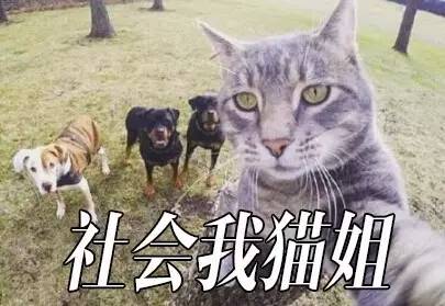 云南社会姐被人肉_社会姐32号视频贴吧_社会你球姐