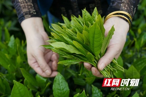 茶起源哪里_茶起源地_茶叶的历史起源