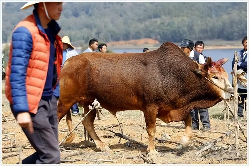 黔东南苗族的历史_黔东南苗族历史文化研究_黔东南州苗族文化