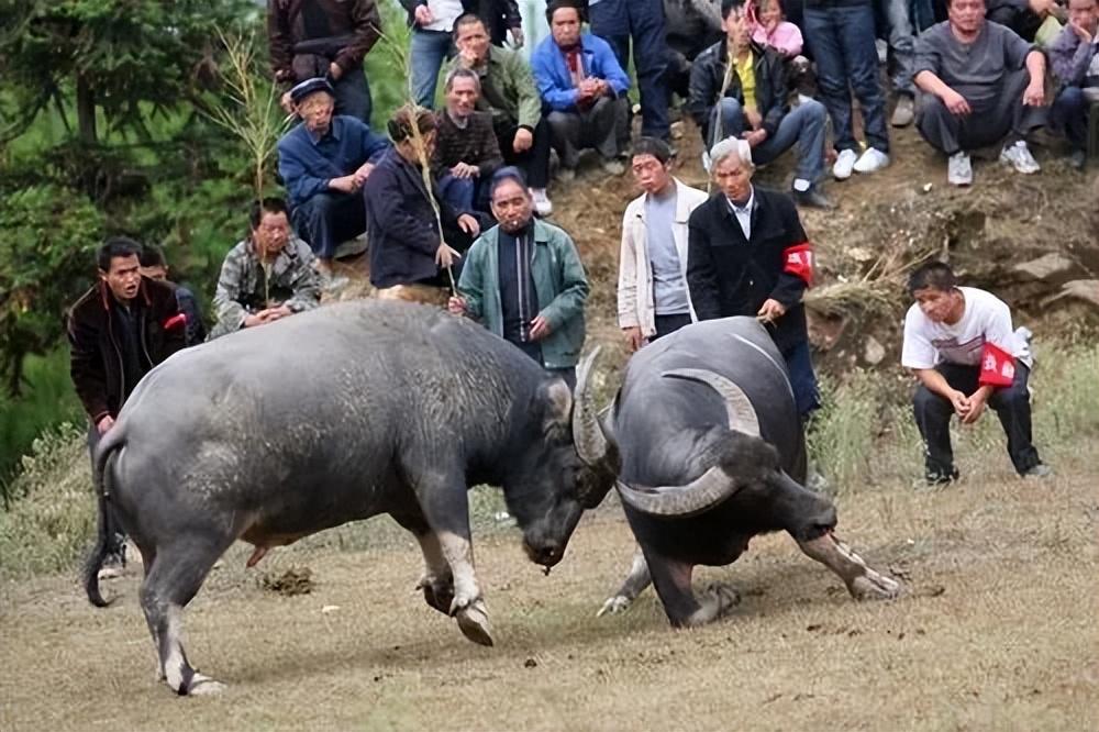 黔东南苗族的历史_黔东南苗族历史文化研究_黔东南州苗族文化