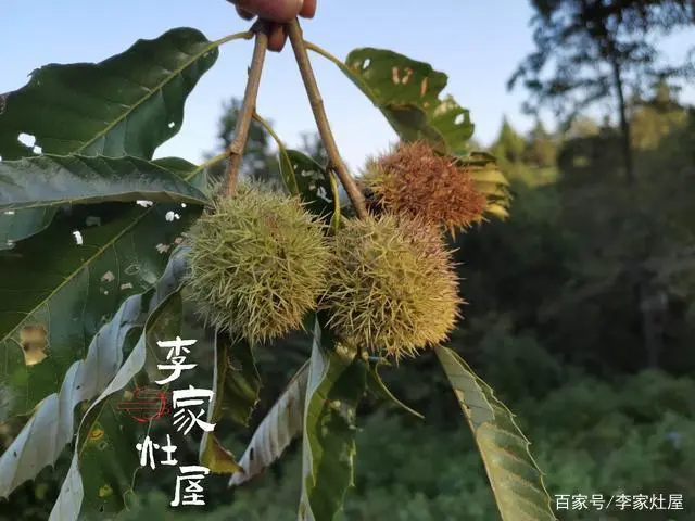 板栗的历史_板栗历史_板栗历史传说