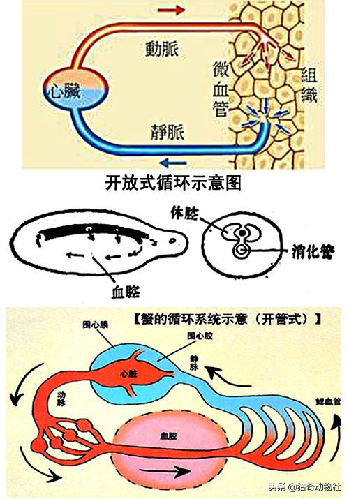 蟑螂历史哪个时期_蟑螂历史_蟑螂历史比恐龙