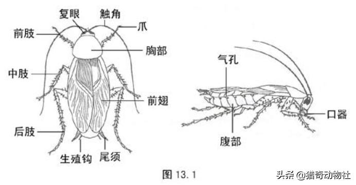 蟑螂历史哪个时期_蟑螂历史_蟑螂历史比恐龙