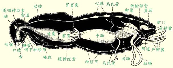 蟑螂历史比恐龙_蟑螂历史比人类长吗_蟑螂历史