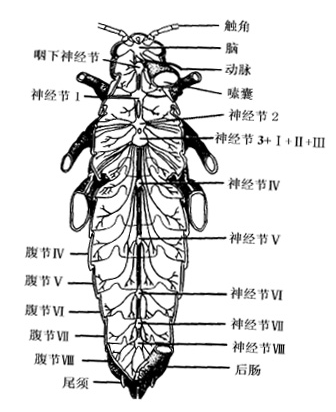 蟑螂历史_蟑螂历史比人类长吗_蟑螂历史比恐龙