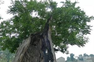 姓崔的历史人物有哪些_历史人物姓崔的_关于崔姓的历史人物
