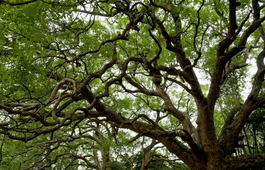 锦屏县历史名人_锦屏历史文化_锦屏县名字的来历