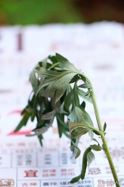 民间传说的特点_民间传说_民间传说蝙蝠为老鼠变化而成