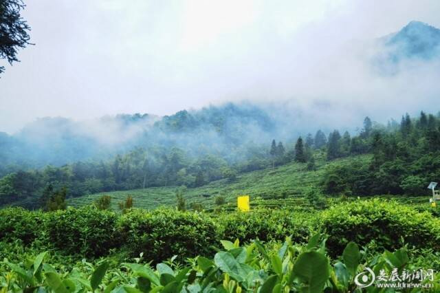 英德红茶历史文化_茶历史文化_茶历史文化讲解