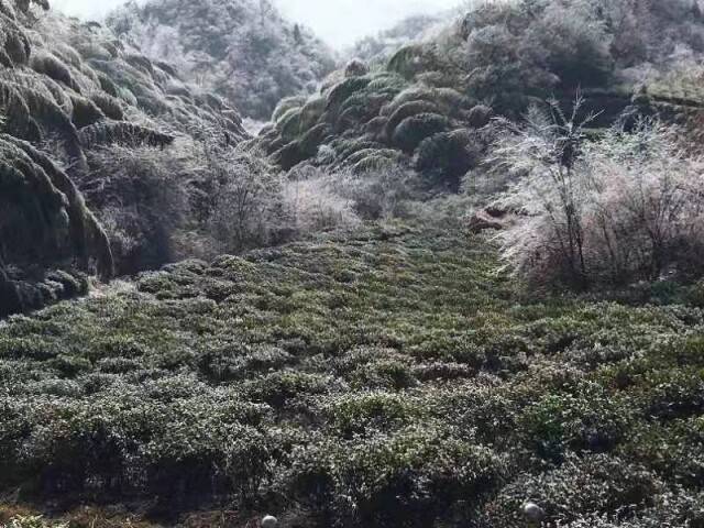 茶历史文化讲解_茶历史文化_英德红茶历史文化
