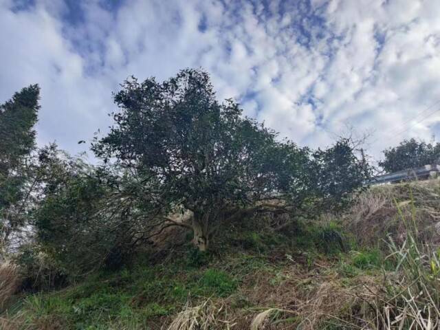 茶历史文化讲解_茶历史文化_英德红茶历史文化