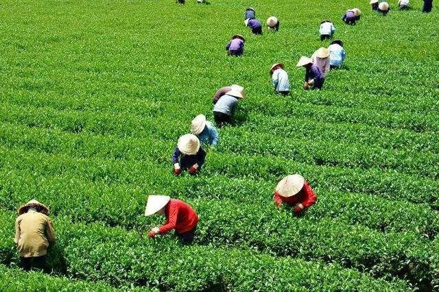 茶历史文化_围炉煮茶历史文化_茶历史文化讲解