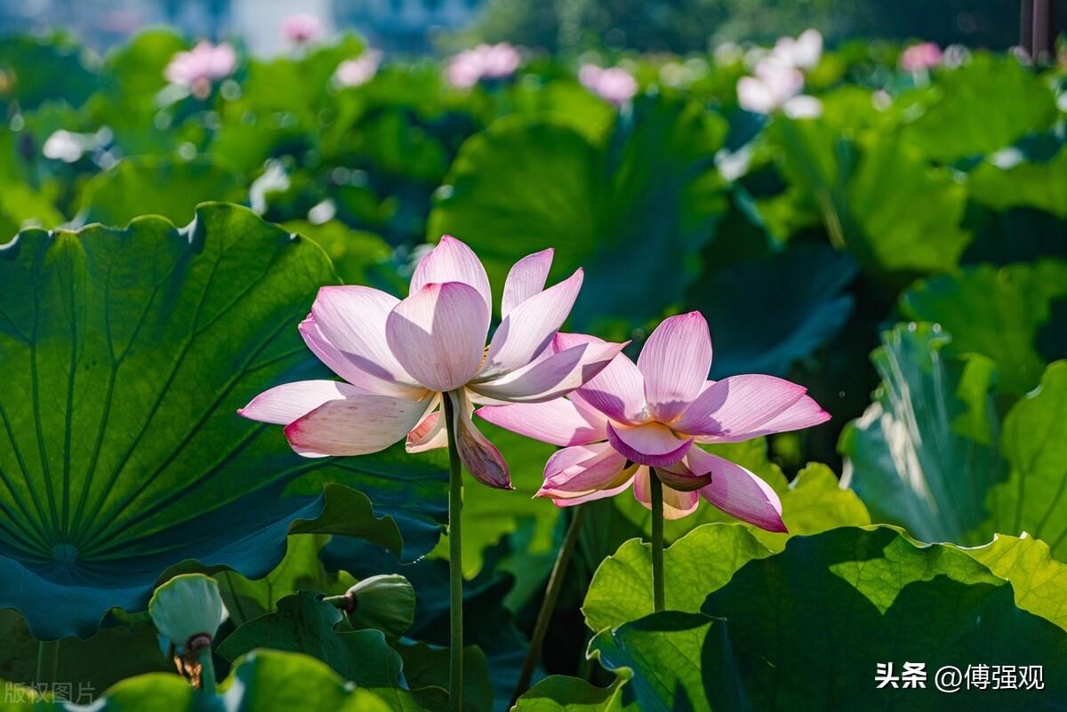 主导因素和主要因素_社会经济中的主导性因素是什么_主导因素原则