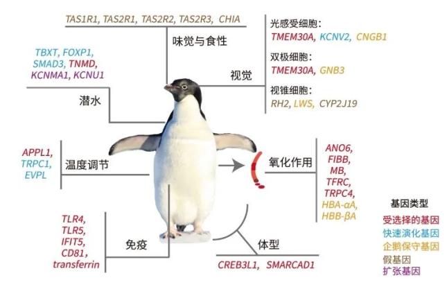 人类探索南极的历史_南极探索人类历史的意义_南极探索人类历史视频