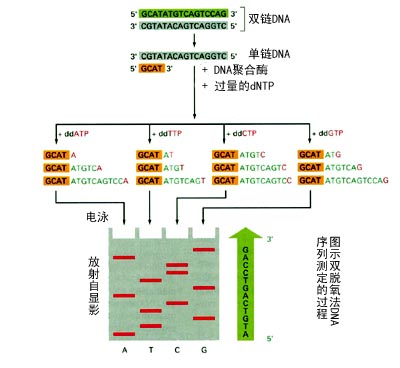 酶研究进展_酶的研究现状_酶的研究历史