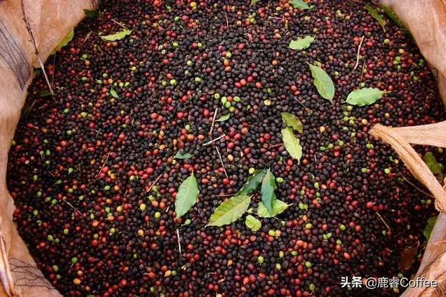 咖啡起源时间有多久_起源咖啡历史背景_咖啡的起源与历史