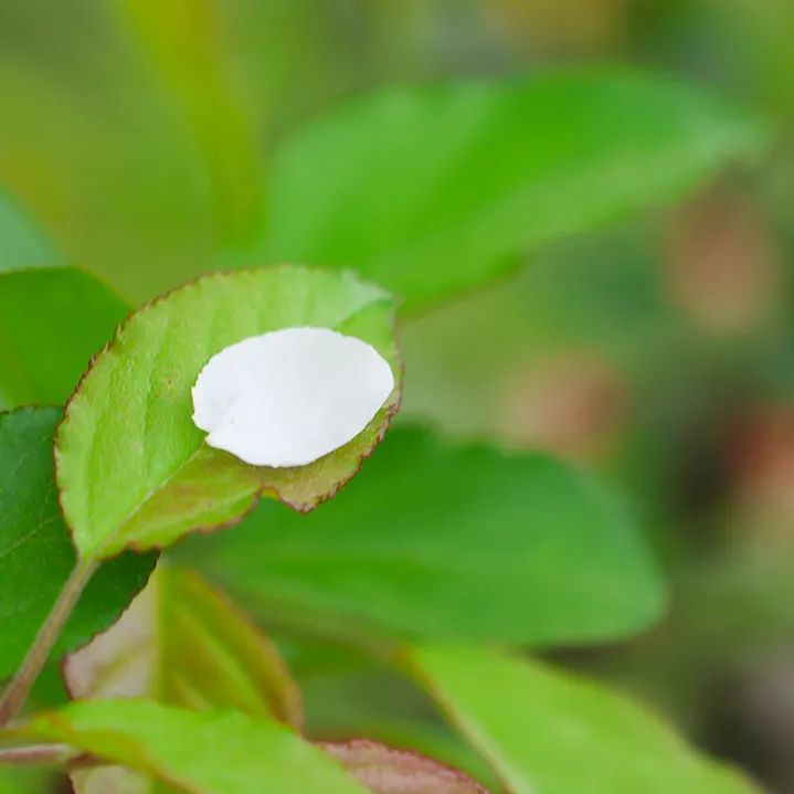 端午节纪念哪些历史人物_端午节纪念人是谁_端午节纪念人物及相关故事