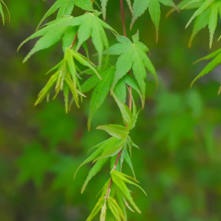 端午节纪念人物及相关故事_端午节纪念哪些历史人物_端午节纪念人是谁