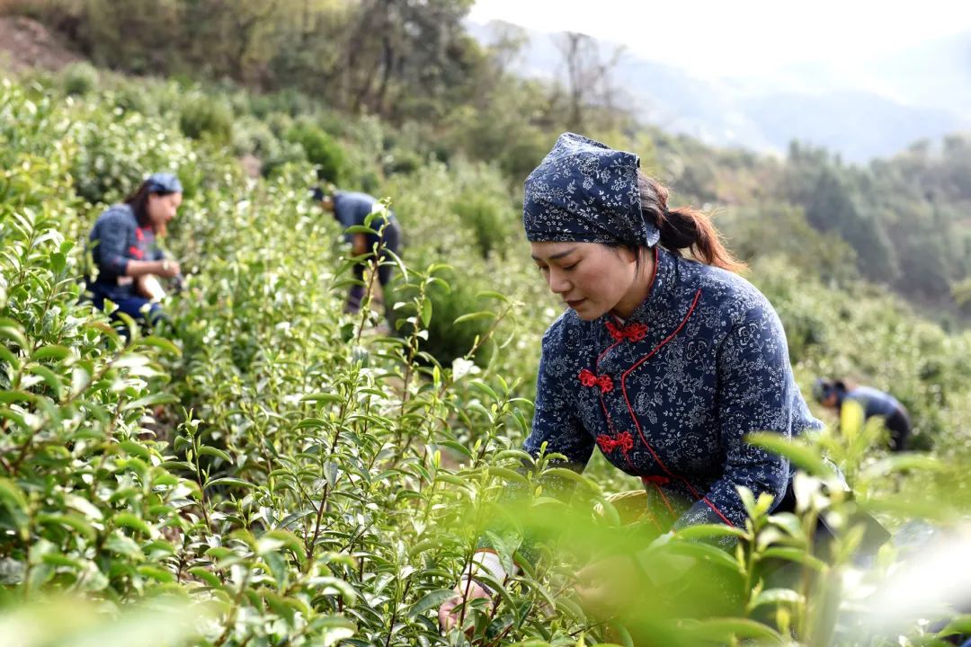 《琵琶行》传诵千载，“浮梁茶”香溢神州