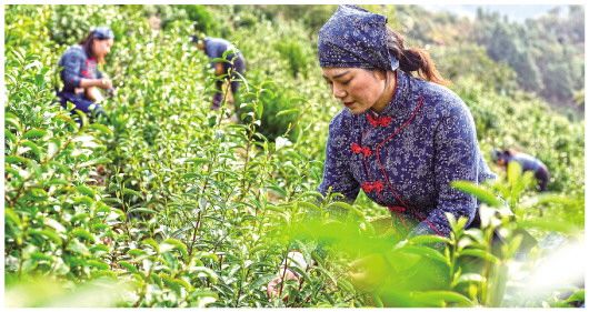 《琵琶行》传诵千载 “浮梁茶”香溢神州