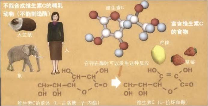 对于研究古人类进化的历史具有重要的意义为_研究人类进化史的意义_进化的意义