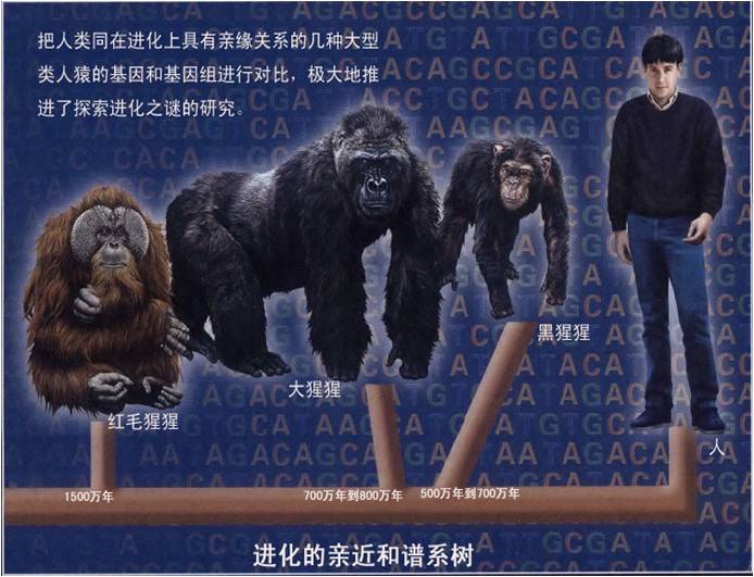 研究人类进化史的意义_进化的意义_对于研究古人类进化的历史具有重要的意义为