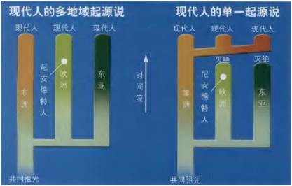 进化的意义_对于研究古人类进化的历史具有重要的意义为_研究人类进化史的意义