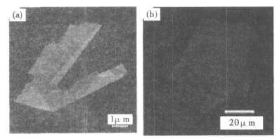 原子力和光学显微镜观察石墨烯