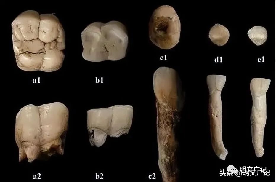 研究远古人类的重要依据_什么是研究远古人类历史的重要依据_什么是研究远古人类历史的重要依据