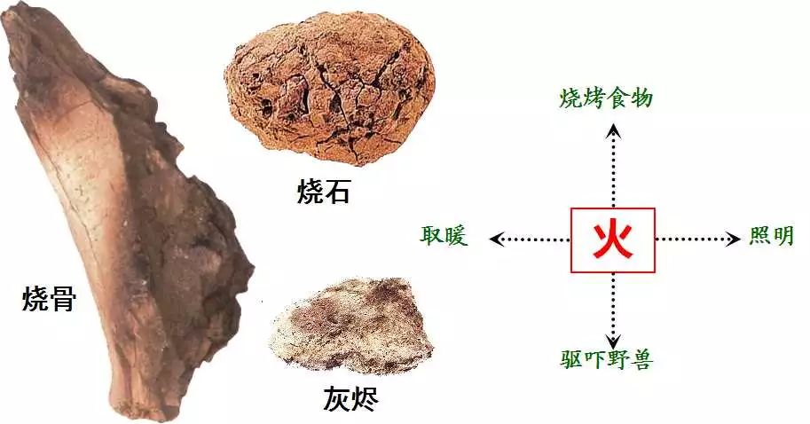 研究人类进化史的意义_对于研究古人类进化的历史具有重要的意义为_研究人类进化的意义