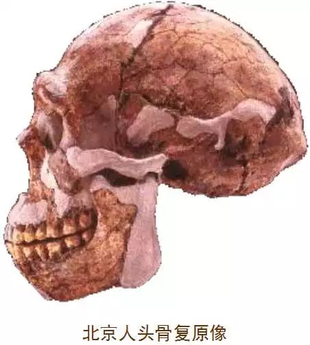 对于研究古人类进化的历史具有重要的意义为_研究人类进化的意义_研究人类进化史的意义