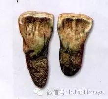 进化的意义是什么_研究人类进化的意义_对于研究古人类进化的历史具有重要的意义为