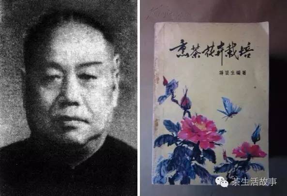 中国茶历史_中国茶历史的起源与发展_中国茶的历史渊源