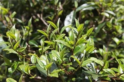 吉幸500克云南金瓜贡茶，品味云南风情：500克吉幸金瓜贡茶，传统与现代的完美结合