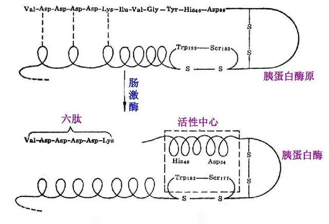 酶工程历史_酶科学史流程图_酶的研究历史